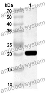 Anti-Phosphoprotein p30/Pret-105 Polyclonal Antibody